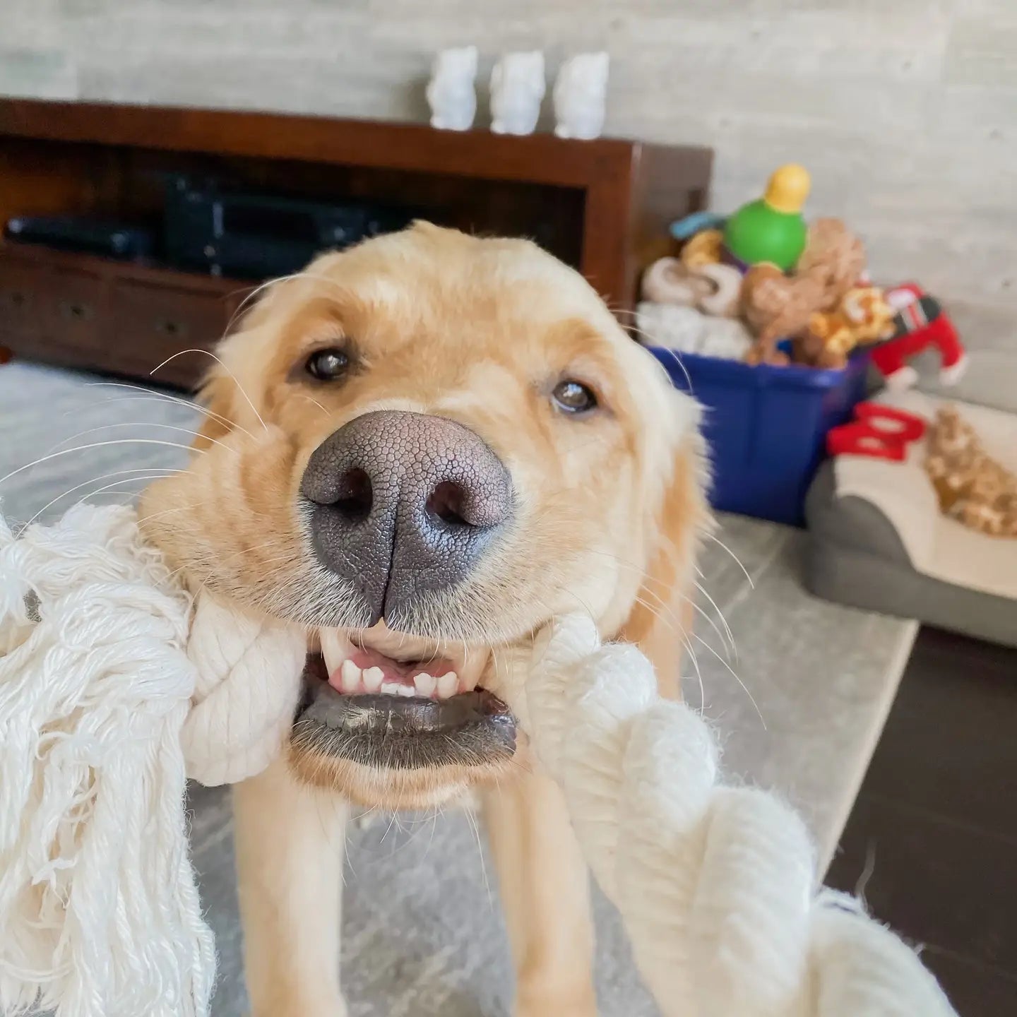 Good Dog - Cotton Rope Bone Toy